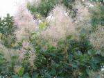 Per�ckenstrauch - Cotinus coggygria