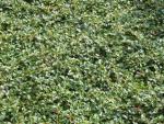 Cotoneaster dammeri radicans