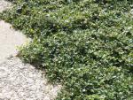 Cotoneaster dammeri radicans
