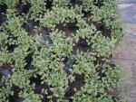 Cotoneaster dammeri radicans