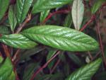 Cotoneaster salicifolius floccosus - Die Weidenbl�ttrige H�ngemispel