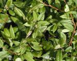 Cotoneaster salicifolius Herbstfeuer - Teppichmispel Herbstfeuer