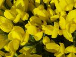 Cytisus decumbens