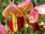 Cytisus scoparius Dragonfly