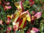 Cytisus scoparius Dragonfly