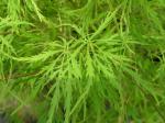 Acer palmatum Dissectum - Geschlitzter F�cherahorn