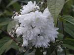 Deutzia scabra Candidissima - Gef�llter Sternchenstrauch