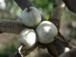 Elaeagnus commutata