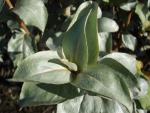 Elaeagnus commutata