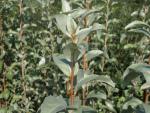 Elaeagnus commutata
