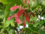 Acer palmatum Osakazuki