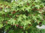 Acer palmatum Osakazuki
