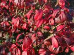 Euonymus compactus Euonymus compactus