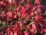 Euonymus compactus