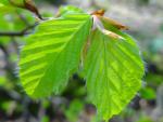 Fagus sylvatica