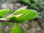Fagus sylvatica