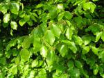 Fagus sylvatica