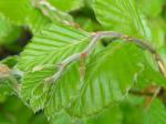 Fagus sylvatica