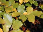 Fagus sylvatica
