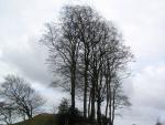 Fagus sylvatica