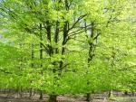 Fagus sylvatica