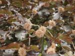 Fagus sylvatica purpurea