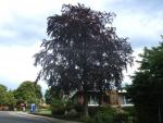 Fagus sylvatica purpurea