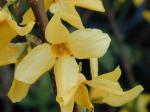 Forsythia Lynwood Gold
