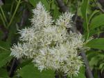 Fraxinus ornus Meczek - Kugel-Blumenesche