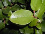 Gaultheria shallon