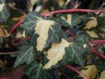 Hedera helix Goldheart - gelbbunter Efeu