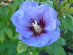 Hibiscus Hybride Marina
