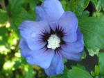 Hibiscus Hybride Marina