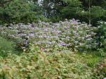 Hydrangea aspera Macrophylla