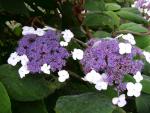 Hydrangea aspera Macrophylla