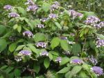 Hydrangea aspera Macrophylla