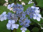 Bauernhortensie Acuminata - Hydrangea Hybride Acuminata
