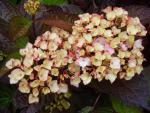 Hydrangea Hybride Preziosa - Bauernhortensie Preziosa