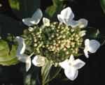 Hydrangea Hybride Lanarth White - Bauernhortensie Lanarth White
