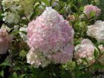 Hydrangea paniculata Vanille Fraise�