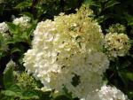 Hydrangea paniculata Vanille Fraise�