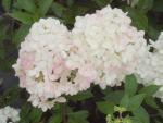 Hydrangea paniculata Vanille Fraise�