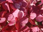 Hydrangea paniculata Vanille Fraise�