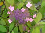 Hydrangea villosa - Samthortensie