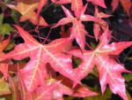 Acer truncatum