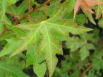 Acer truncatum