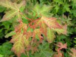 Acer truncatum