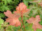Acer truncatum