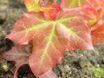 Acer truncatum