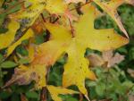 Acer truncatum